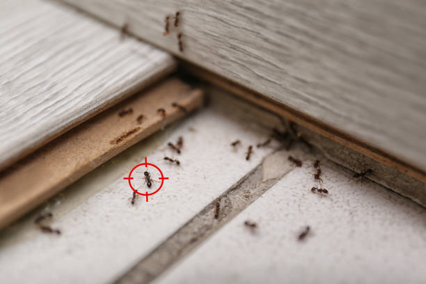 Best Pest Inspection Near Me  in Burnham, IL