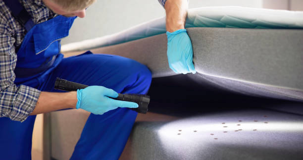 Best Termite Control Services  in Burnham, IL