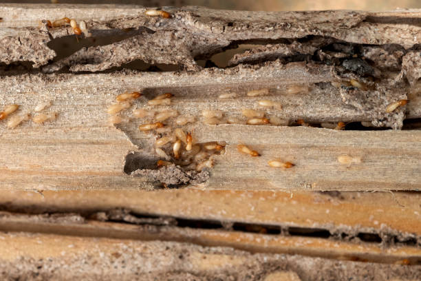 Best Flea Control Services  in Burnham, IL