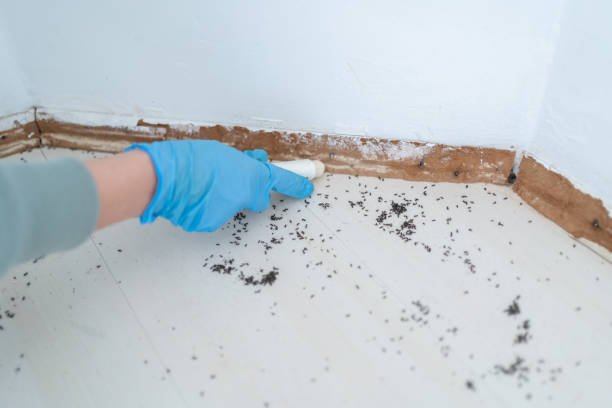 Best Rat Extermination Near Me  in Burnham, IL